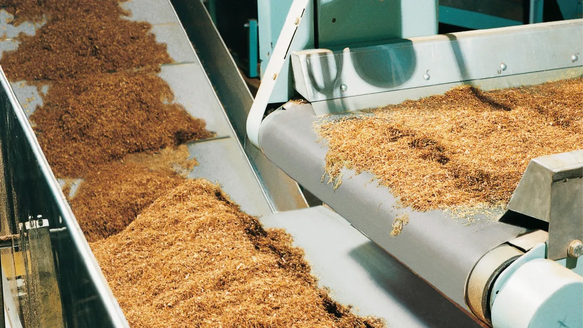 tobacco processing conveyor scene